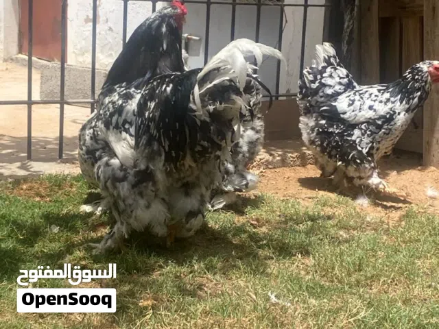 بسم الله ماشاءالله كوبيه براهما عملاق فولي ربي يبارك فروج و3 دجاجات منتجات