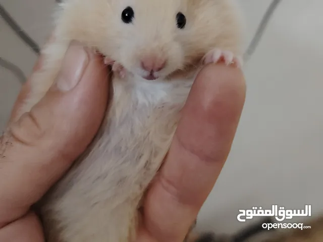 هامستر اليف عروض حرق