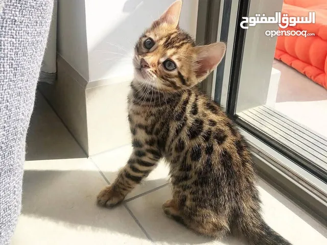 Bengal kittens