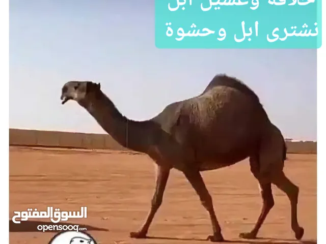 حلاقة وغسيل ابل كل مناطق الكويت