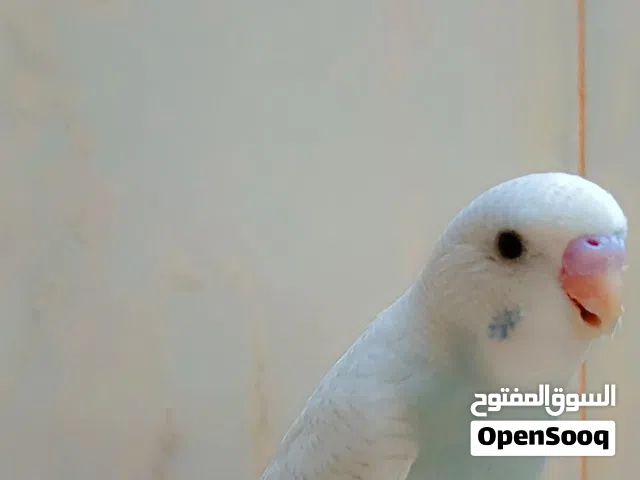 طيور بادجي اليفات يصلح أطفال
