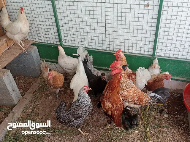تصفيه (دجاج هجين عماني فرنسي بياض) + (ديوك كولومبيه -اللون الاحمر  )
