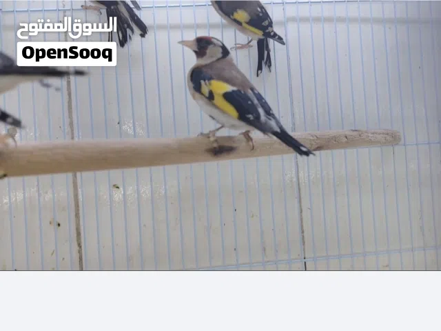 ذكور كناري و إيناث وحساسين