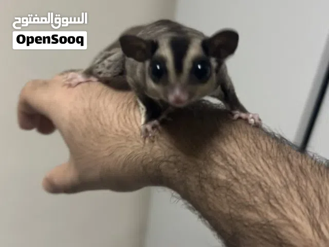 شوقر قلايدر (سنجاب طائر) مع قفصه واكله ب35 قابل للمساومه