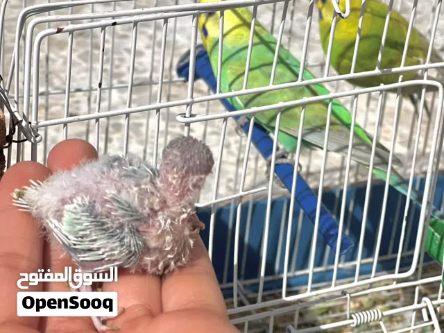 كوبيه بقلينو مكينه