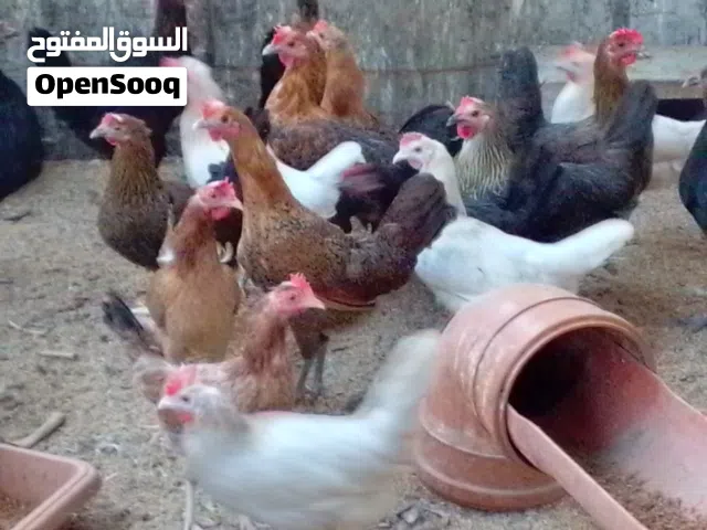 بيع دجاج وفري