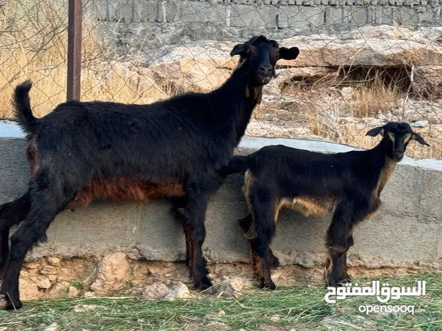 عنز وبنتها من حلال الجواميد