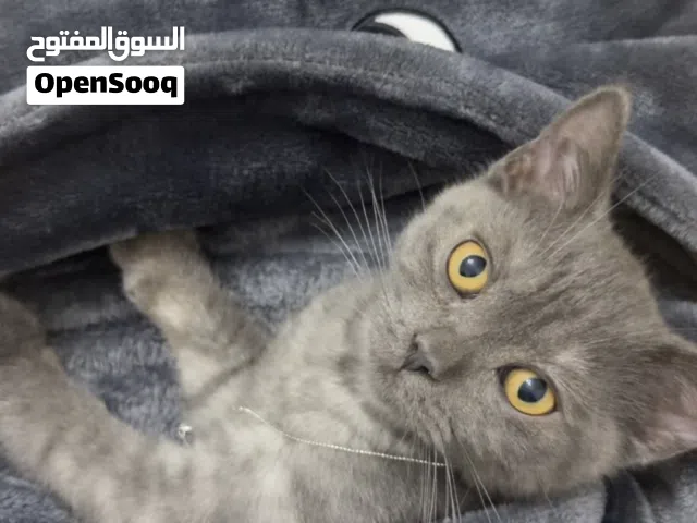 قط ذكر اربع شهور وحجمه صغير