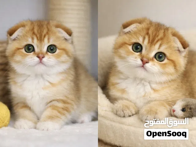 قط سكوتش فولد ny12 من أم بريتش شورت هير مع جميع مستلزمات