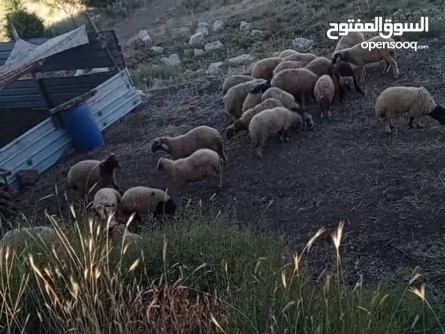 بسم لله ما شاء الله خواريف لحم اوزان مختلفه لحم نخب أول لا تدور و لا تحتار اللحم البلدي أفضل خيار