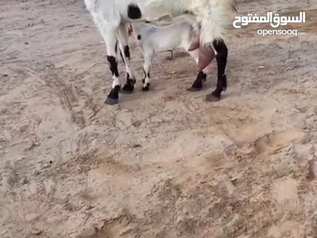 عنز حليب والدة أربعة اللهم بارك اذكروا الله