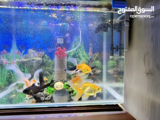 حط سمك للبيع مع موتور وشمعتين وهيتر وسبع سمكات زائد قرش