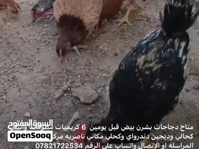 مطلوب سيت دجاجات عرب اصلي بس كون ناصريه مركز