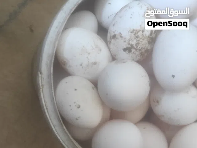 بيض بلدي نخب