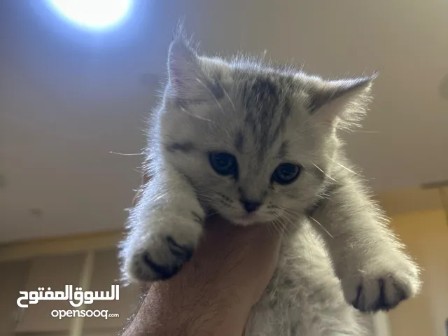 سكوتش سلفر شيدد