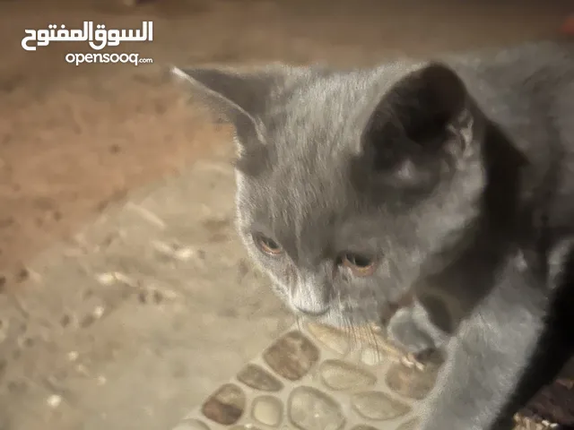 قط بريطاني