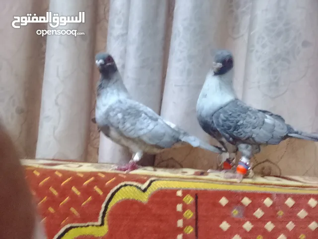 حمام جوز قراقطه بصلاة على النبي