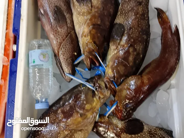 اسماك طازجة ومبردة نورد للمطاعم والاسترحات والافراد