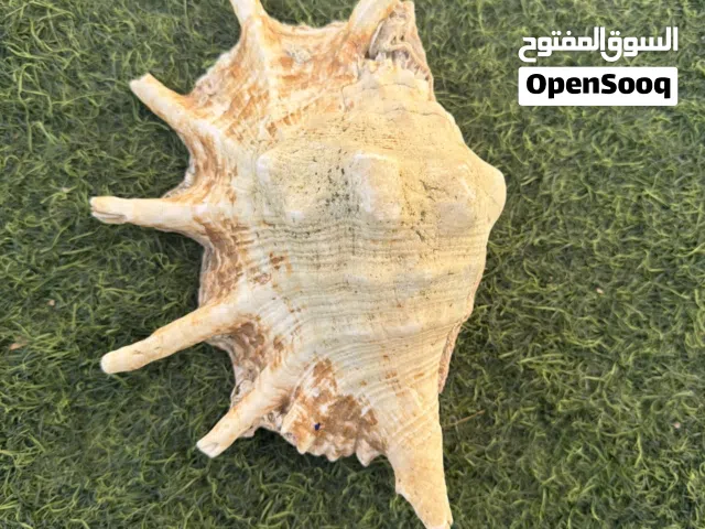 آله موسيقيه البوق العماني