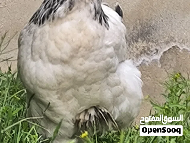 متوفر بيض وصيصان براهما من هاي الاهالي علما عمر الاهل صغير لسة 8 اشهر نسبة تخصيب ممتازة