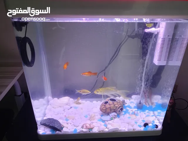 حوض سمك كبير 60 لتر استعمال شهرين الدفع كاش نظيف جداً وحجم مناسب مع ضوء led وفتح منافذ للفلتر والضوء