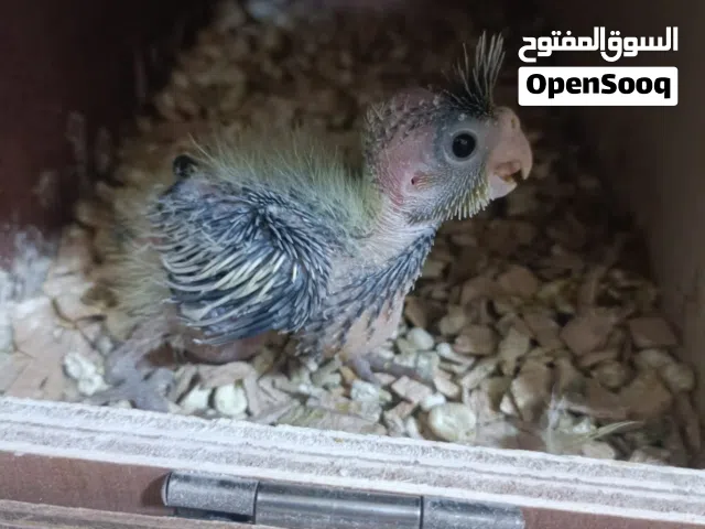 فرخ كوتيل نورمل