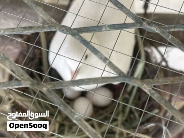 مطلوب مطلوب عينك ع الوصف  رقم تواصل ف الوصف
