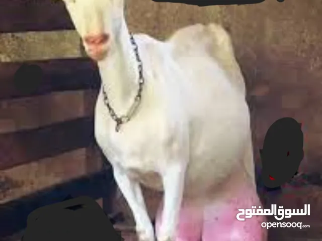 عنز سناين ماعز بينو ماعز حليب عليها ختم اوكرانيا