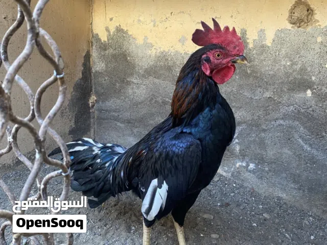 ديك باكستاني