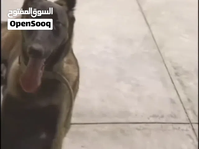 انتايه ملينوا العمر سنه 3شهور