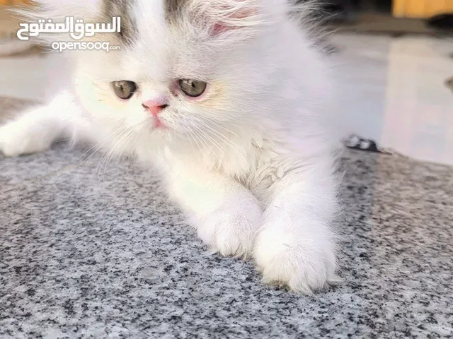 قطه انثى للبيع