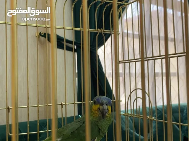 طائر امازون