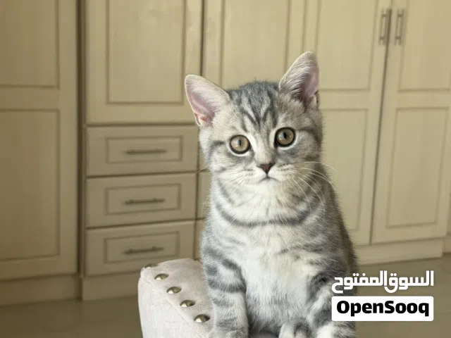 للبيع كتنز سكوتش ستريت