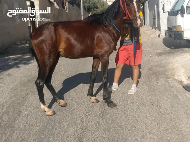 حصان ساغ سلم للبيع