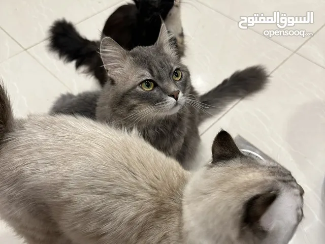 قطط للتبني في الرياض