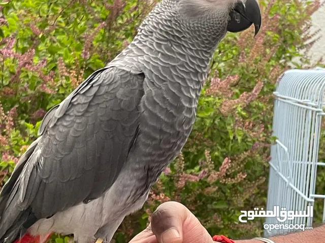 African grey parrot - 2 months old - with cage