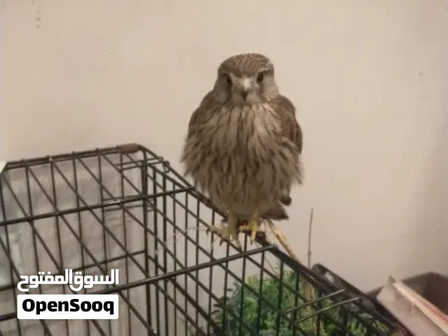 مطلوب شرياص