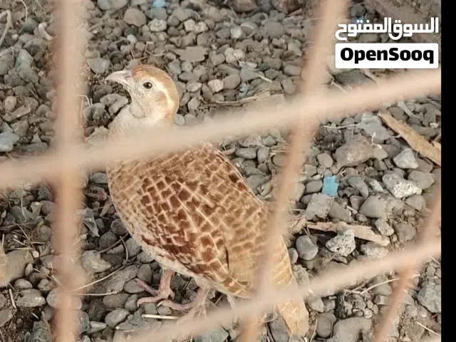 أنثى صفرد باكستاني