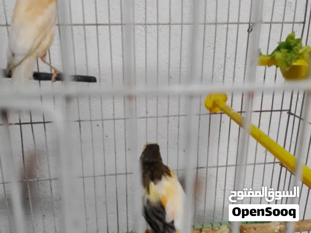سلام عليكم زوج كناري حلوات و نظيفات