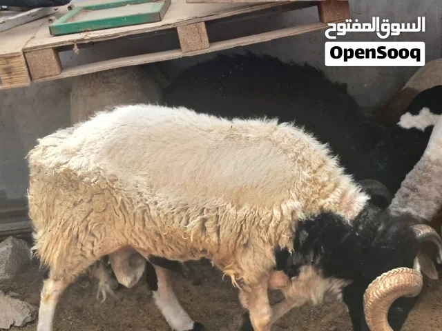 كبش جامع للبيع