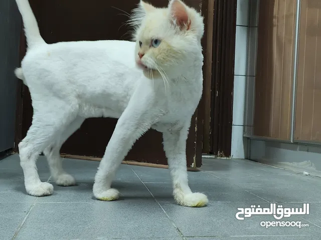 قطتين جميلتين وحده بيضاء وثانيه رماديه لتبني انهم جميلتين جدن لتبني انهم جميلين