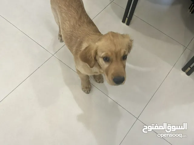 Golden retriever