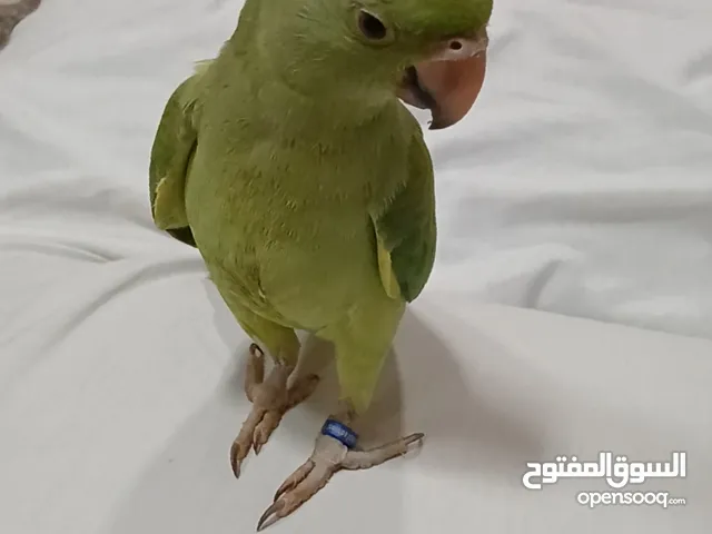 متوة خضرة ب