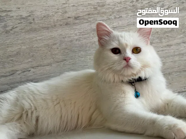 قطة شيرازية مع اولادها 2