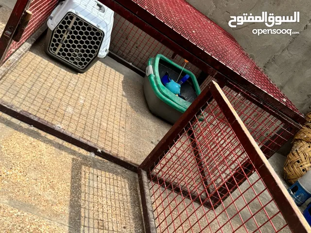 اقفاص تفصال يتفصخ وينسد بكا سهوله مال كلب زينه او قطط او رانب سعر لواحد 80الف