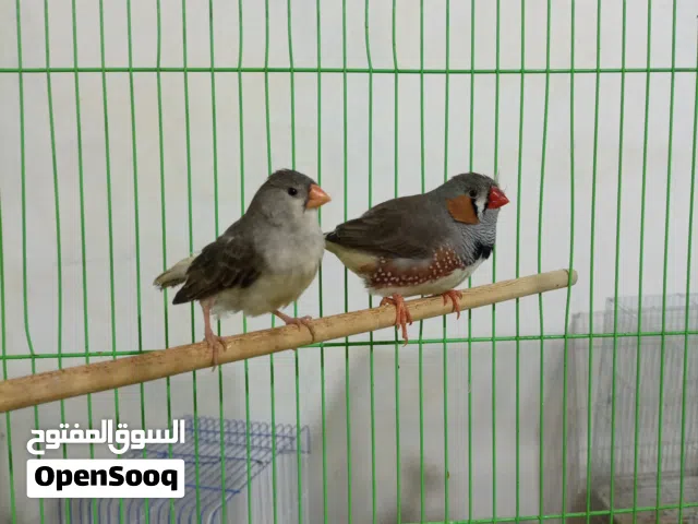 زوج فناجس سوبر جامبو