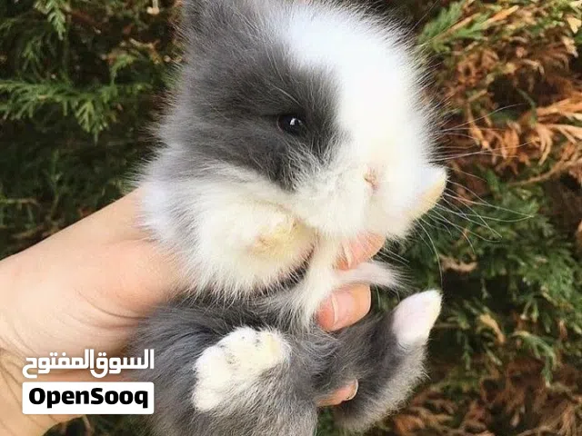 أرانب نوع تيدي بير مقزم