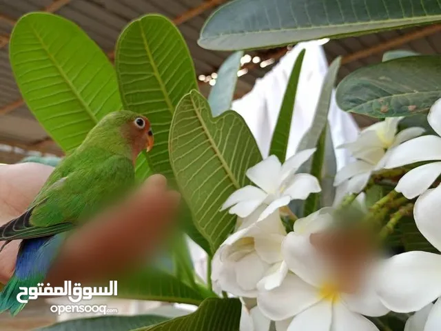 ببغاء روز أليف للبيع