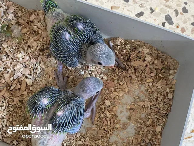 بسم الله تبارك الرحمن انتاج دره هنديه خضرا