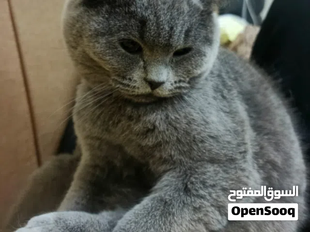 قط بريتش فولد شورت هير( بيور )